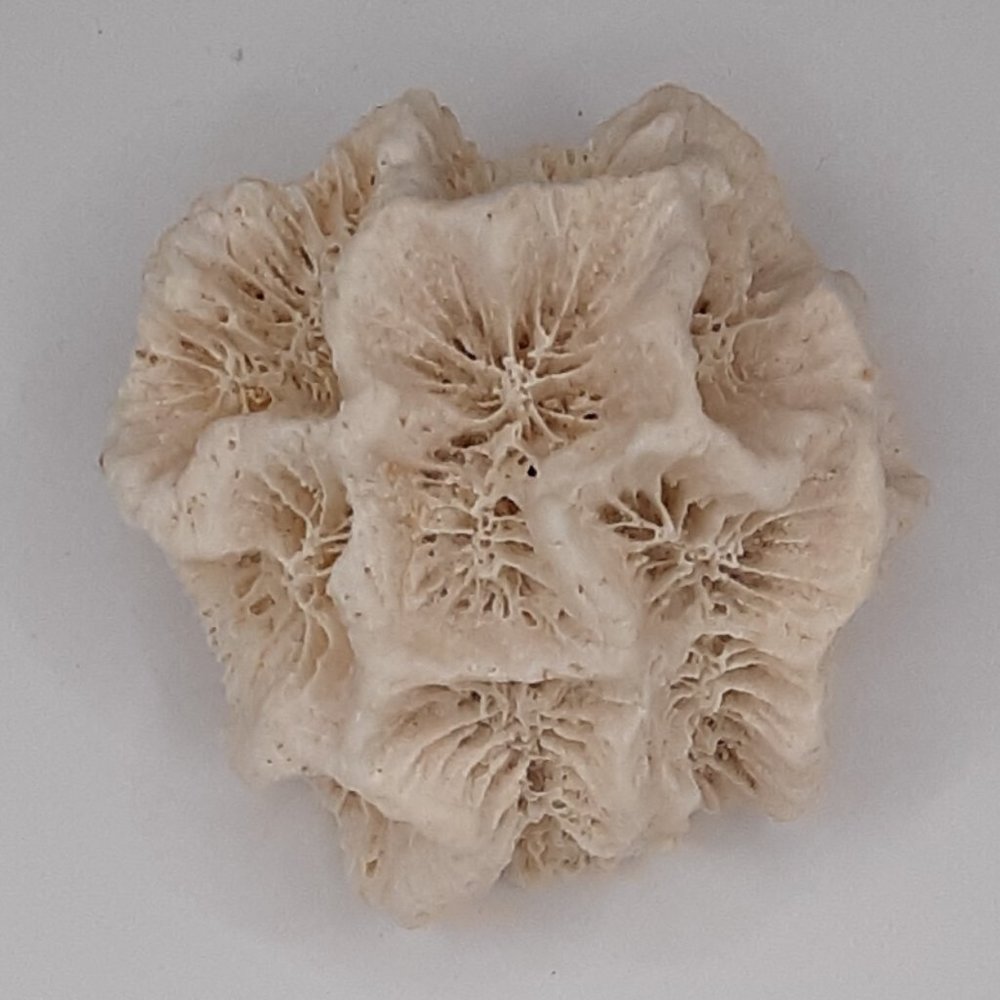 White Rose Coral Manicina Areolata Colonial Species Stony Coral Brain Coral - Picture 8 of 9